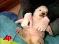 Polar Bear Cub Flocke Learns To Crawl