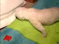 polar-bear-cub-flocke-learns-to-crawl.html