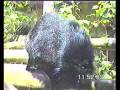 videos de chessington zoo 4 6 05.wmv