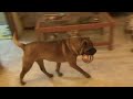 nira pilota curt
