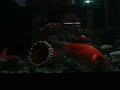 Nosso peixinho Kinguio Telescópio 