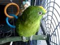 Charlie The Amazon Parrot Chatting