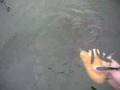 Dando de comer a los peces
