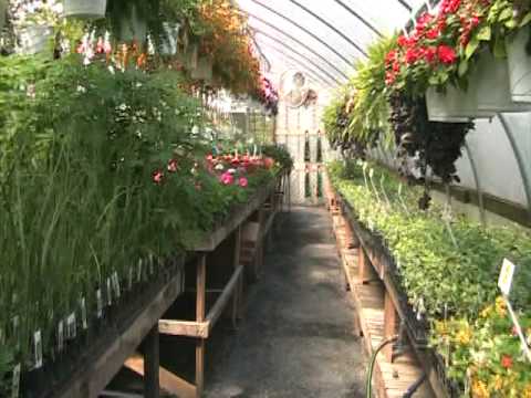 how to transplant morning glories