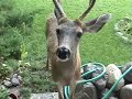 Conversations with Deer in the Yard