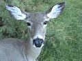 Conversations with Deer in the Yard