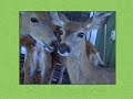Conversations with Deer in the Yard