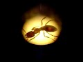 Antstudy Antstudy