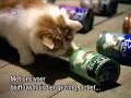 als kat en hond samenwerken!