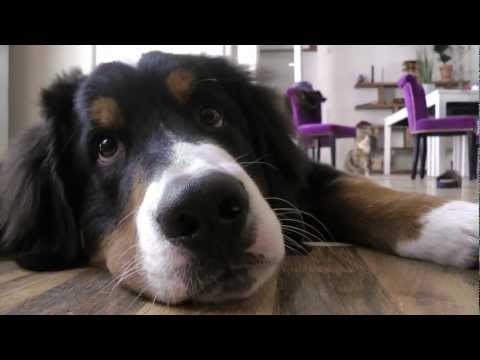 hund - Berner Sennen Dog Puppy Hermann ist in dieser Folge 6 Monate alt. An diesem Tag ist sein Freund, Kater Fred sehr anhänglich und Hermann gibt sich alle Mühe K...