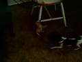 Toy Fox Terrier video