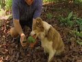 Huell Howser, Avocados and a Dog that Eats Avocados