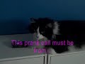 The Days of Our Cats Episode One