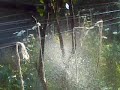 MINHA TERAPIA/HORTA/CLUBE DE CAMPO FAZENDA ITATIBA/AMO MEXER NA TERRA