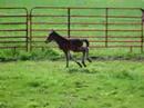 Caz runs around roundpen