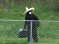 SHOCKING VIDEO OF A BIGFOOT CAUGHT CROSSING THE MEXICAN BORDER . --- NOTE - ANYONE WHO CONSIDERS THIS VIDEO RACIST KNOWS NOTHING ABOUT COMEDY . THE JOKES IN THIS VIDEO ARE NOT BASED ON RACE BUT STEREOTYPES CREATED BY MEXICAN COMEDIANS . THE WHOLE POINT OF THIS VIDEO IS TO MAKE FUN OF THE UNITED STATES GOVERNMENT'S ANSWER TO SOLVING THE ILLGAL IMMIGRATION PROBLEM . I'M SORRY IF THIS VIDEO OFFENDED ANYONE WHO IS HERE IN THIS COUNTRY ILLEGALLY .
