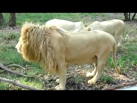 LION MALE