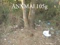 ANNMAl 105g vs tree, too close