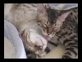 Self cleaning Bengals Self cleaning Bengals