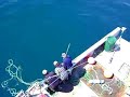 Swordfish harpooned July 12 08 Swordfish harpooned July 12 08