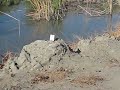 trickshot .22 cal shooting cards in half.