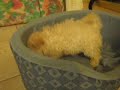 Puppy Loves her New Bed Puppy Loves her New Bed