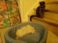 videos de Puppy Loves her New Bed