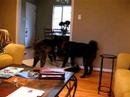Nintai Meets Meeka