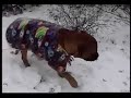 Bullmastiffs  Playing in Snow
