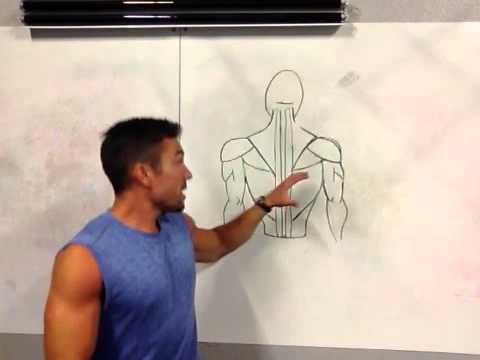 how to isolate erector spinae