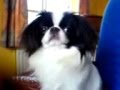 Japanese Chin video