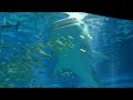 A Whale Shark at Osaka Aquarium KAIYUKAN / ?????????? A Whale Shark at Osaka Aquarium KAIYUKAN / ??????????