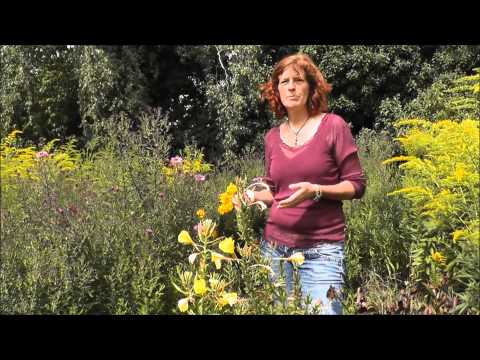 Nachtkerze   Heilwirkung und Anwendung