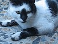 MIDAS EL GATO MAS ESPECTACULAR