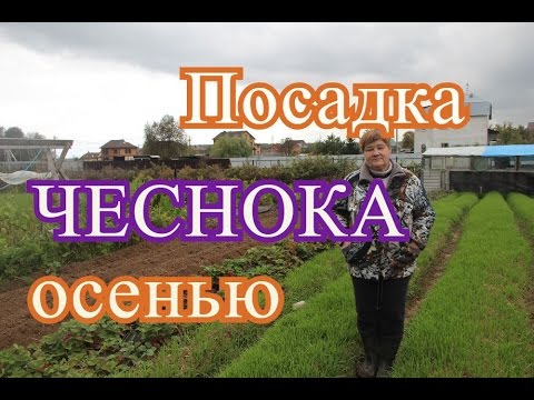 Посадка чеснока. Посадка чеснока под зиму.