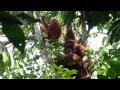 Getting up close with orang utan, Semenggoh, Sarawak, Malaysia