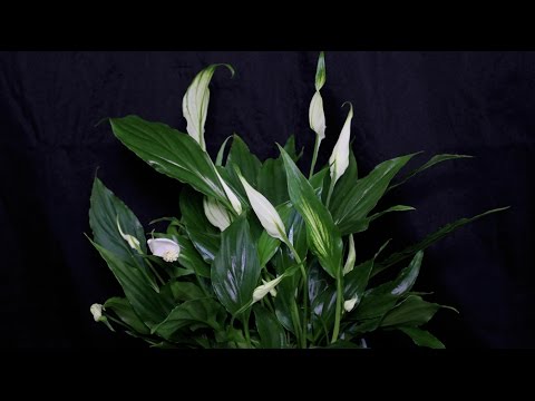 how to plant a spathiphyllum
