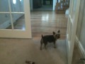 Snuffy the yorkie