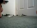 crazy rat 4 crazy rat 4