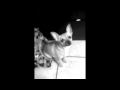 2010-05-20 | Koko's Tiger Woods' Nike Commercial Spoof ~> tiger woods father's voice nike commercial chihuahua funny dog talking dog ... Koko's Tiger Woods' Nike Commercial Spoof ... ()