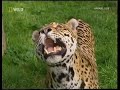 A Jaguar and two Lions