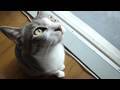 Cat-Found-a-Praying-