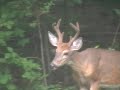 Bambi Grazing at the edge of the Enchanted Forest