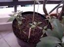 Homegrown Jalape�o Chillie Seedlings