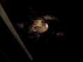 Thermal IR cat...  had kittens!
