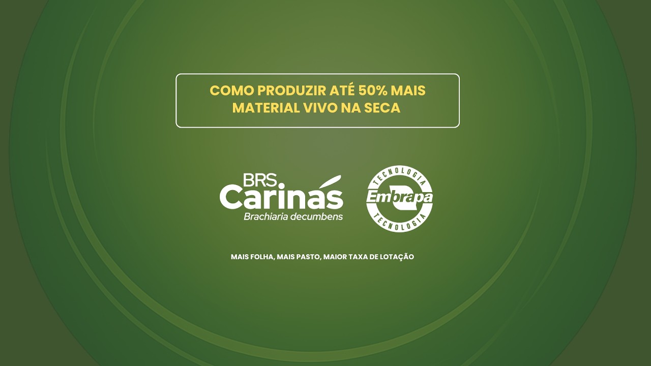 BRS Carinás | Como produzir até 50% mais material vivo na seca