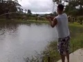 Red Bellied Pacu on Fly. Red Bellied Pacu on Fly.