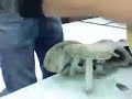 sprühschuh sprühschuh