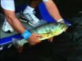 Amazon Peacock Bass Part 3 of 4
