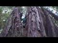 Welcome To Endor - Return of Pink Five documentary